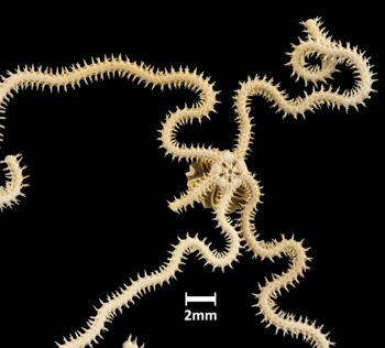 Media type: image;   Invertebrate Zoology OPH-4217 Aspect: ventral